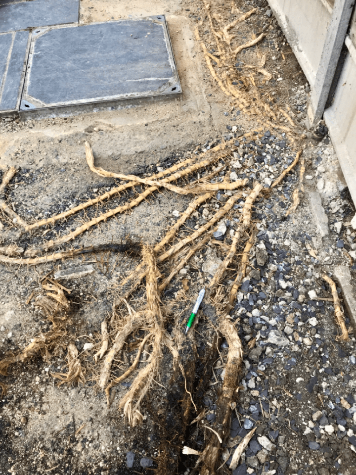 Highly invasive plant roots breaking through pavement.