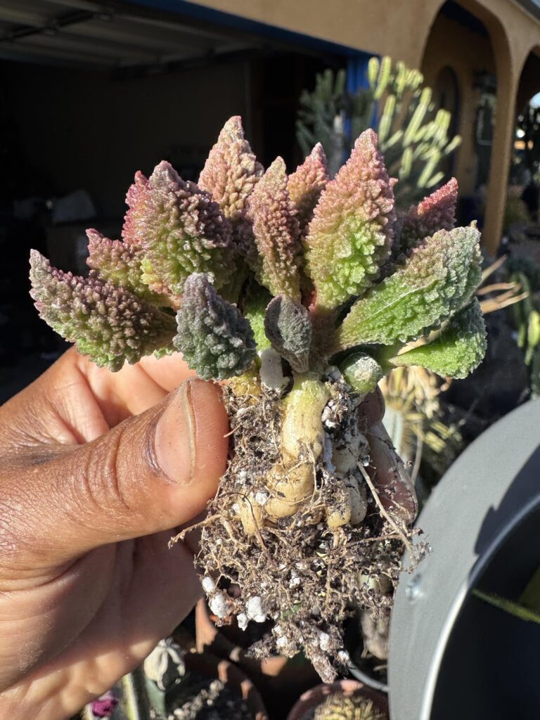 Things I never knew had a caudex