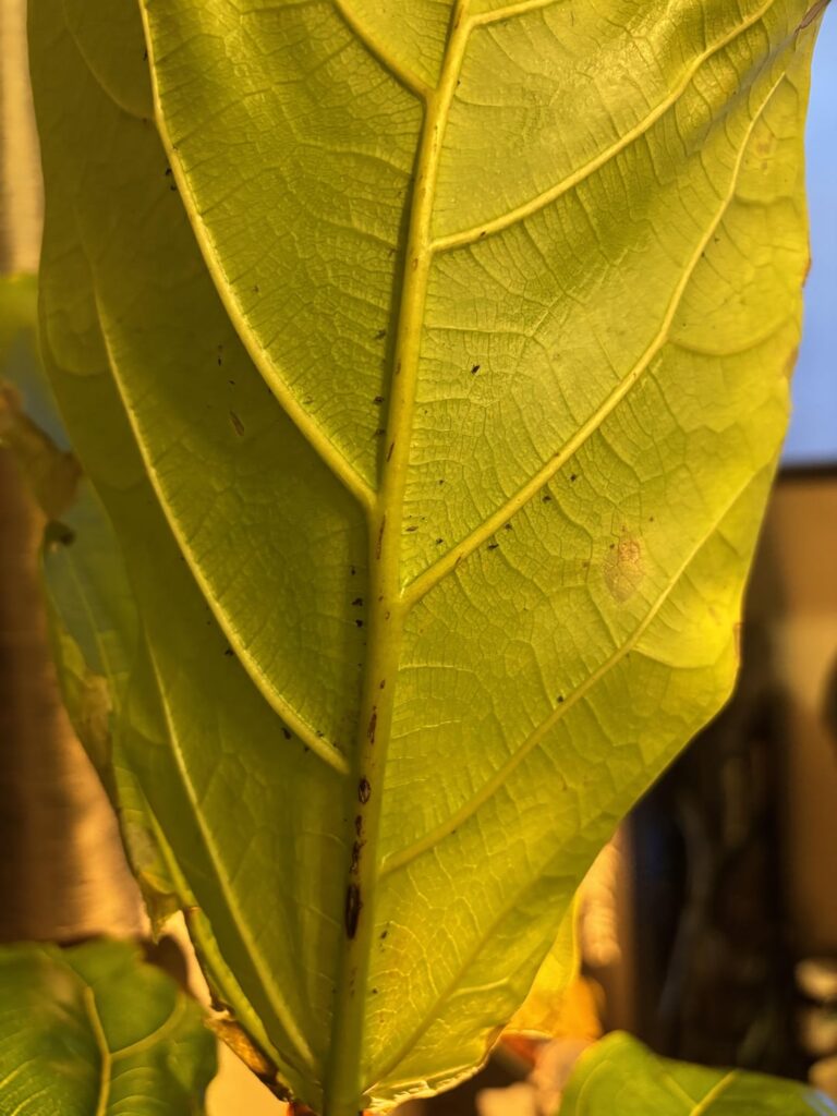 Can I save this Lowe’s clearance flf
