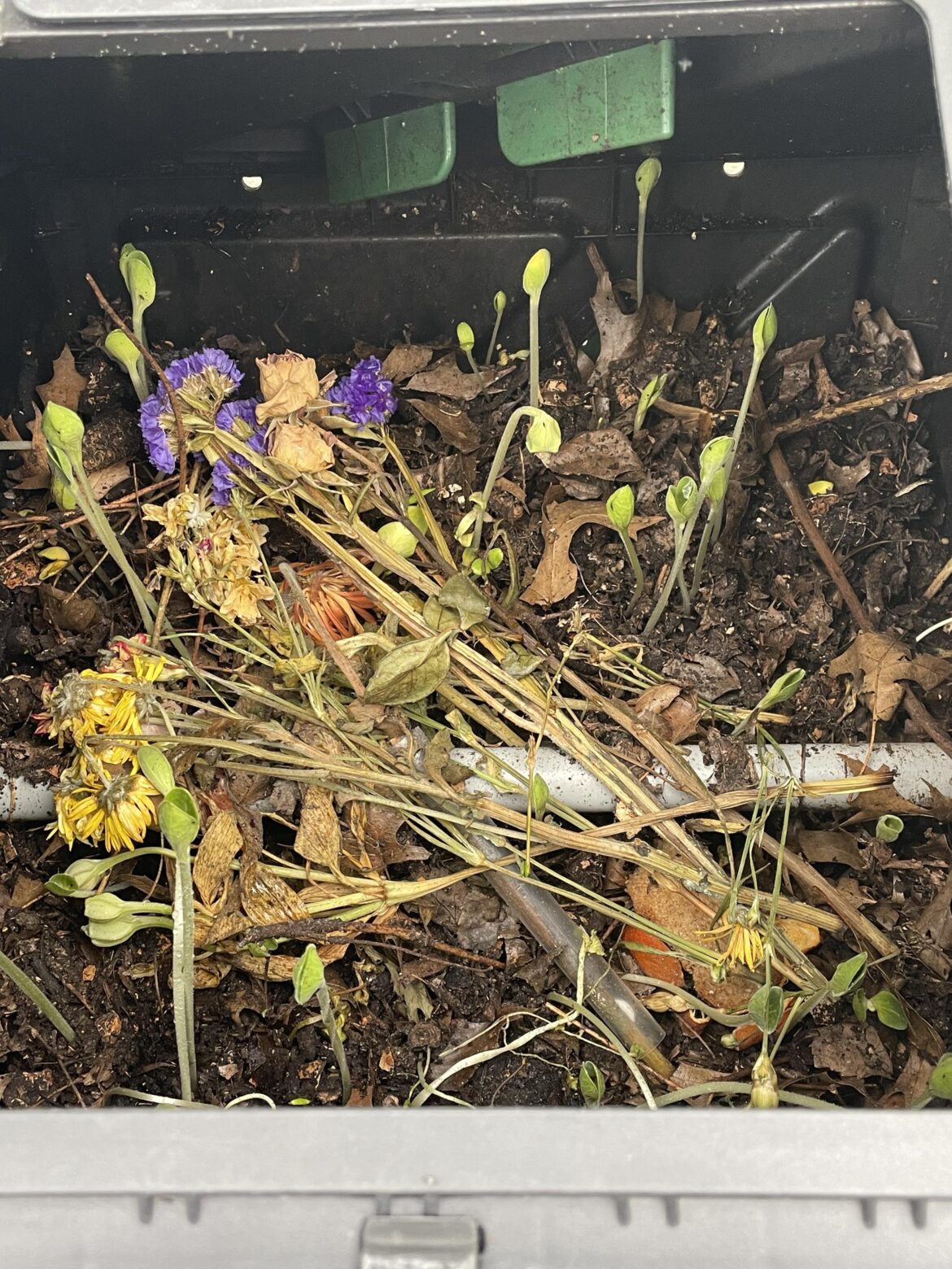 What’s growing in my compost? What’s growing in my compost?