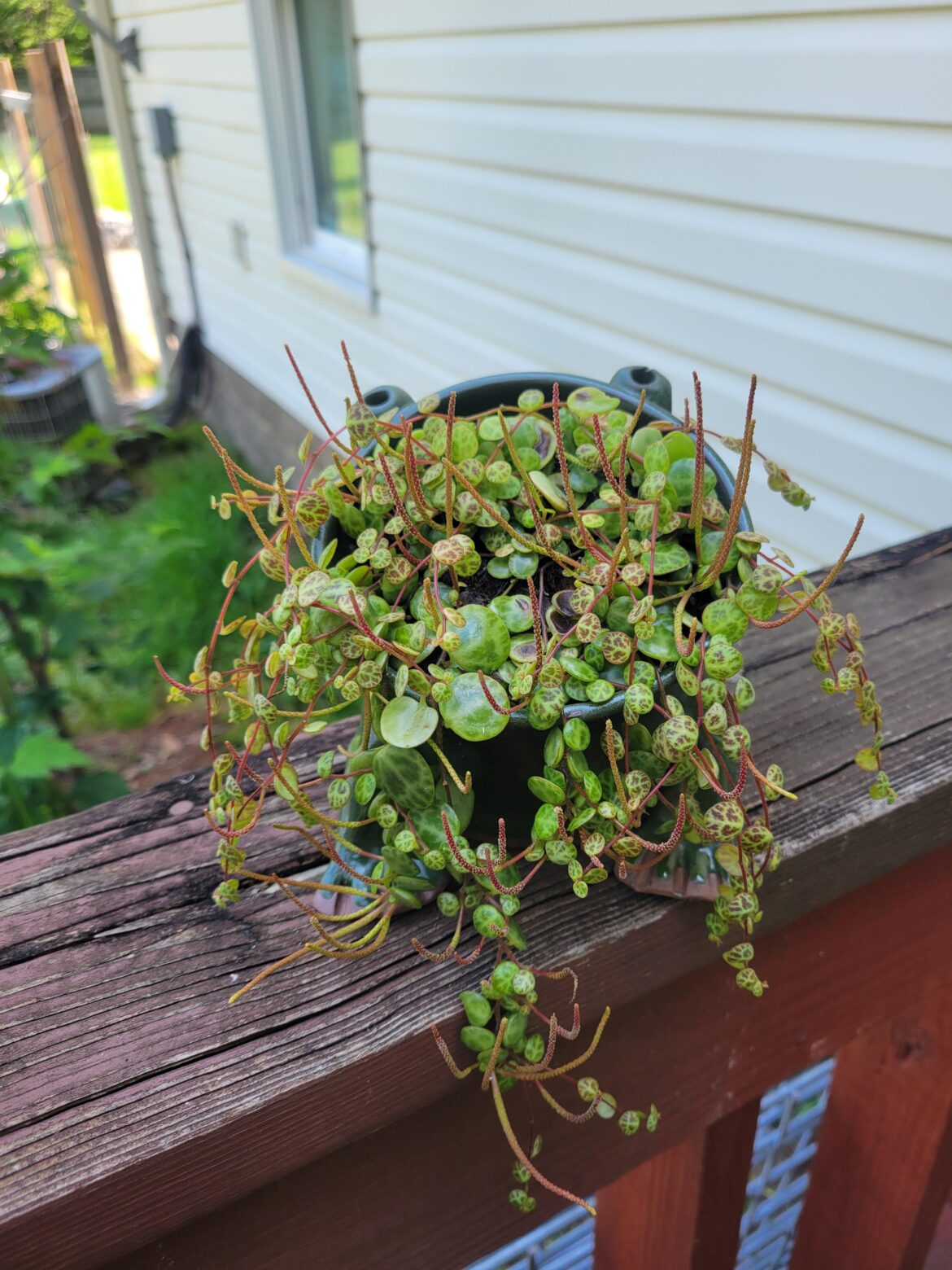 Are these flowers?