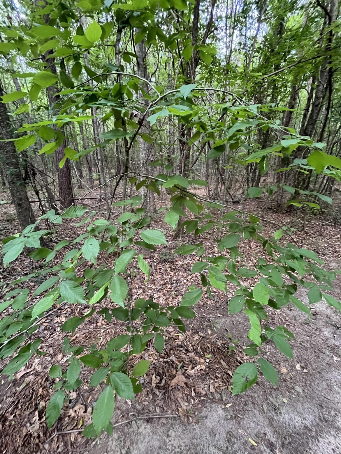Weeping tree Weeping tree