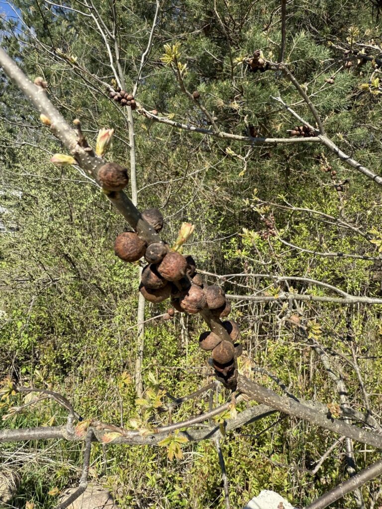 What is growing on my tree in Michigan