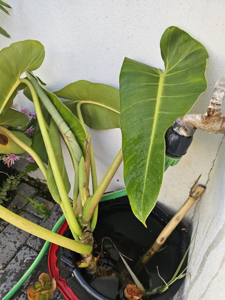 What type of philo is this and how to propagate? What type of philo is this and how to propagate?