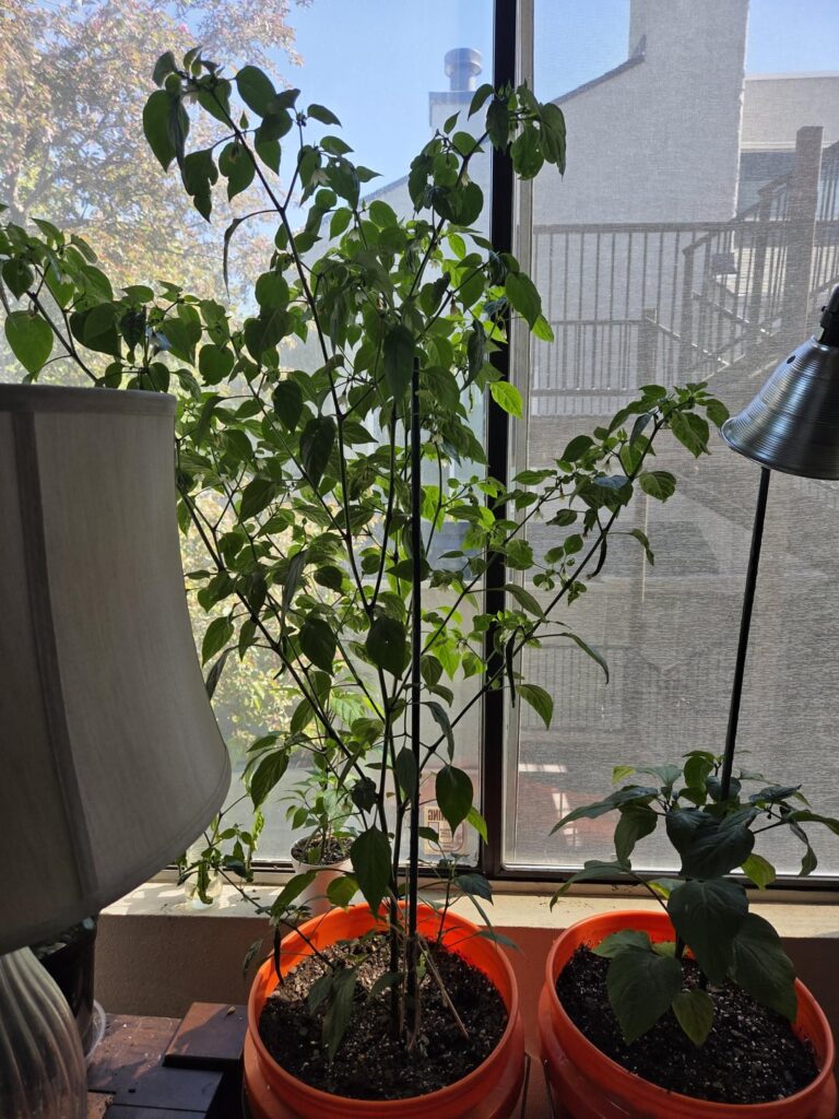 Home grow Cayenne...She got so BIG