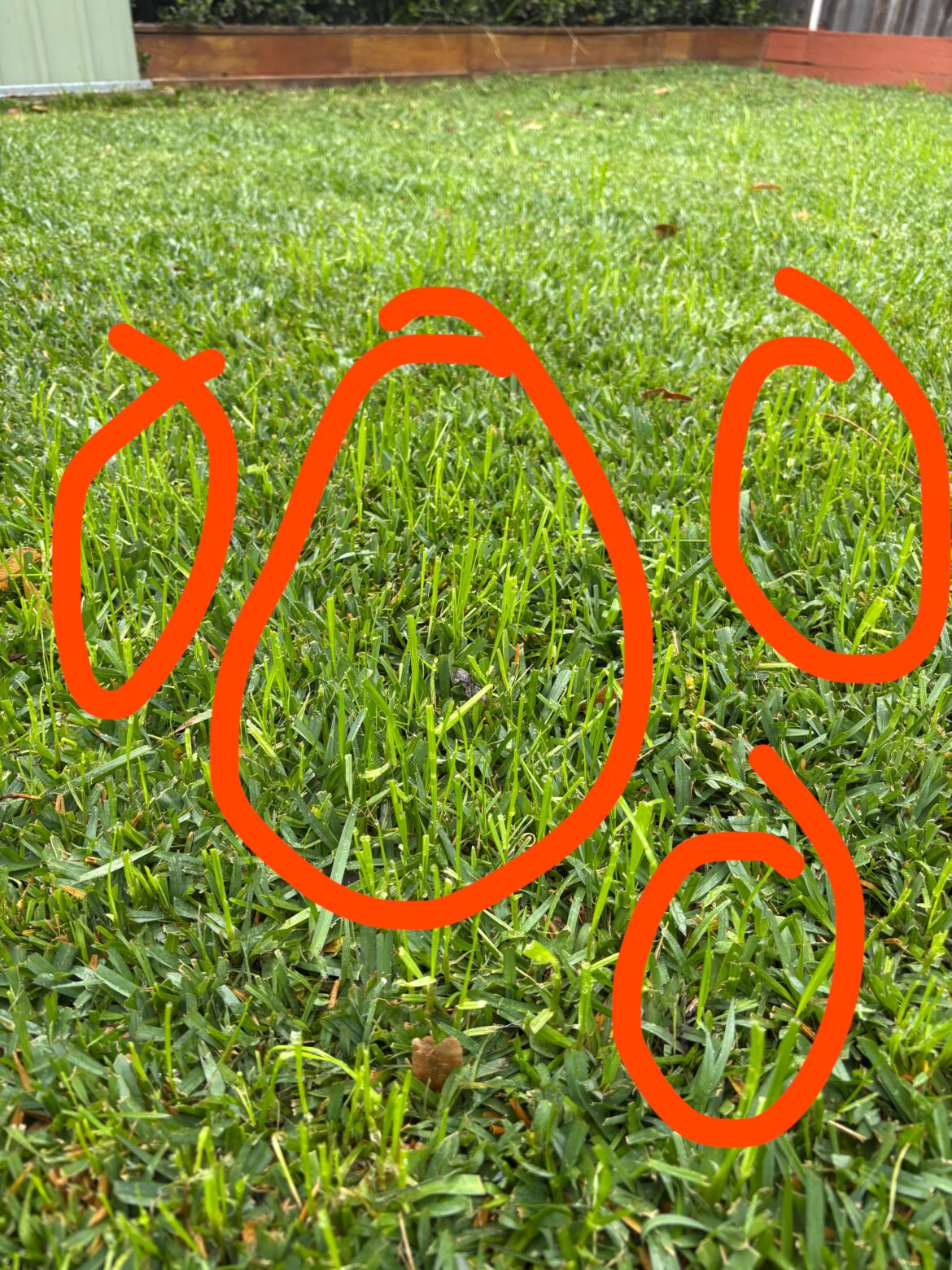 Buffalo invaded by different species