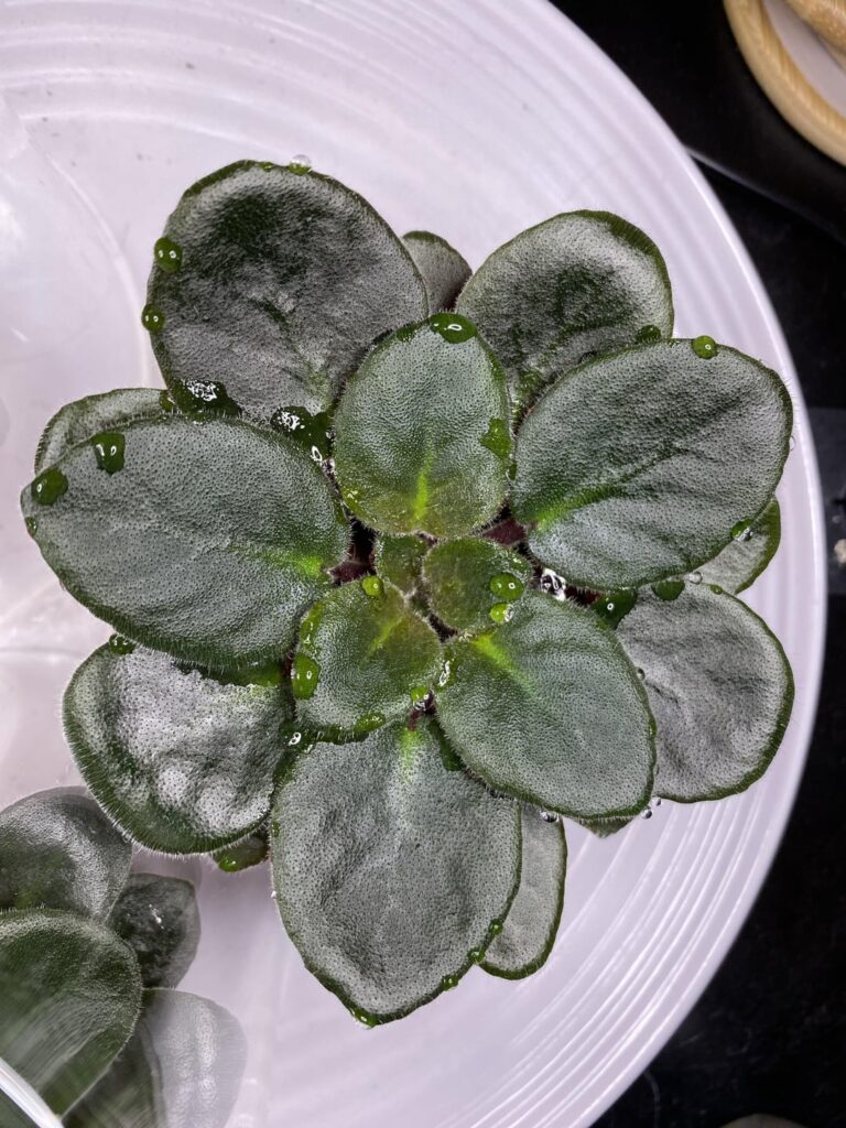 One of my mini violets was weeping, is that from over watering? Also check out my seed grown miniatures :D