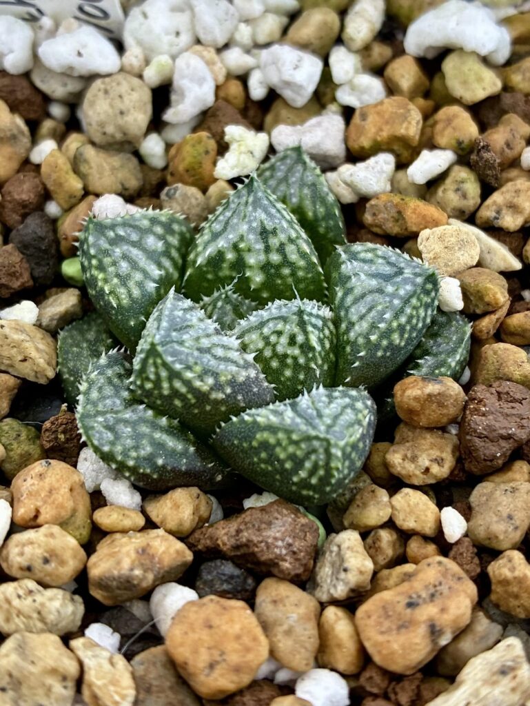 Promising 2023 Haworthia seedlings Promising 2023 Haworthia seedlings