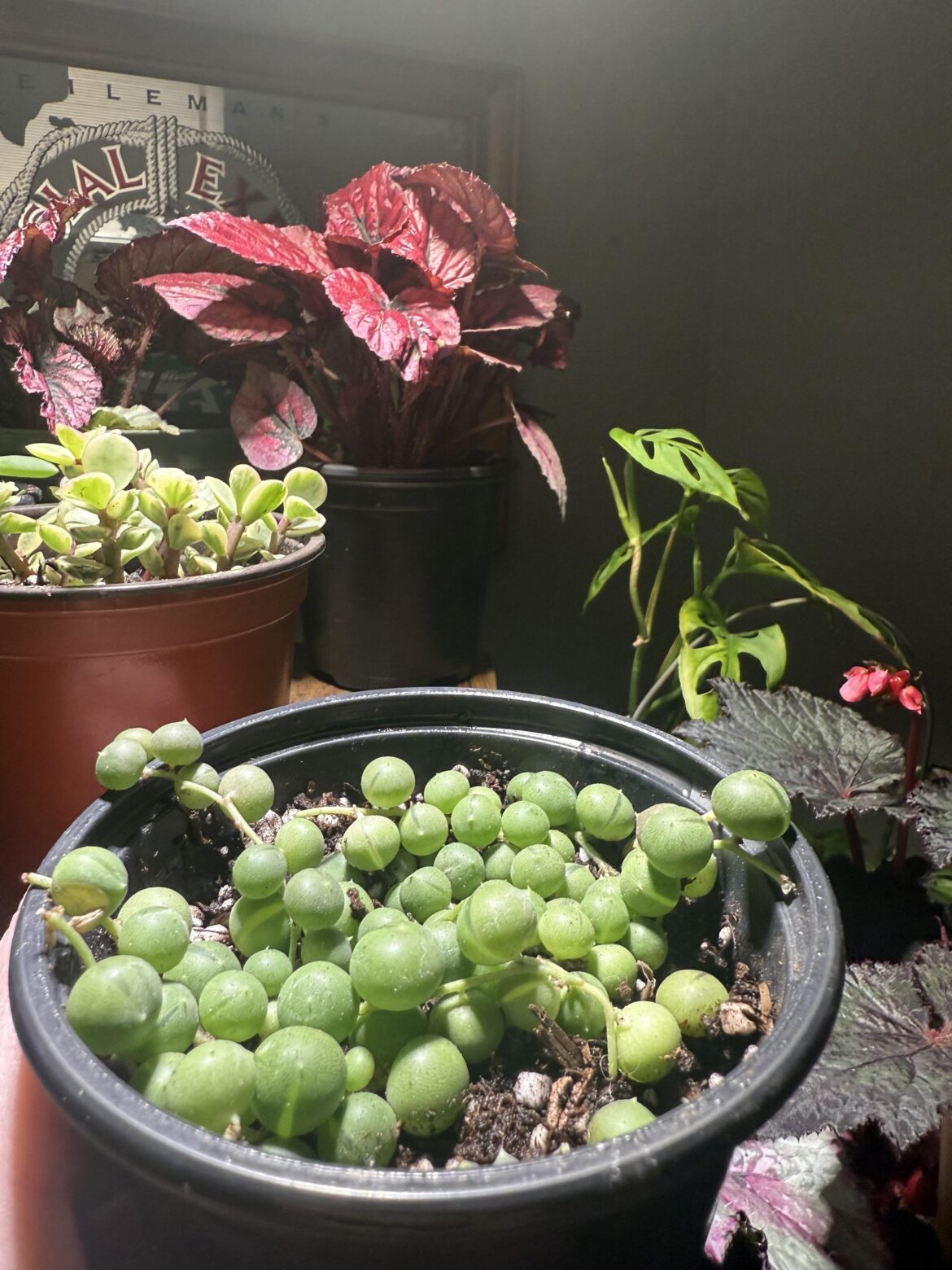 Finally acquired a sop and it was only $4.50.  Advice is welcome 🙏