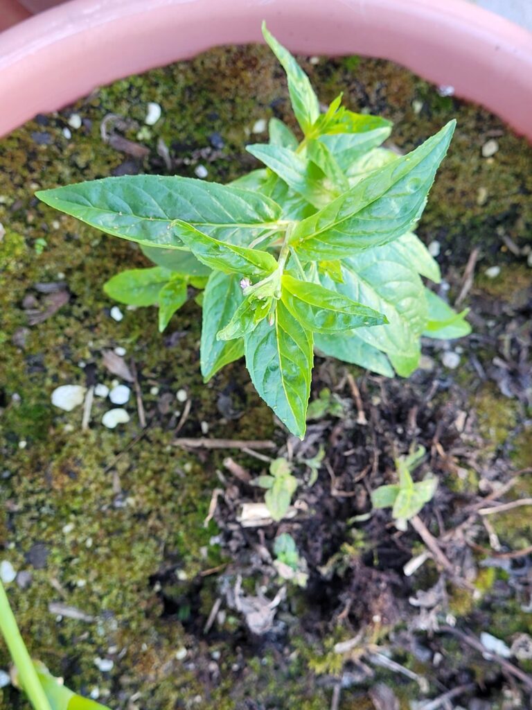 Bee balm spreading or a weed?