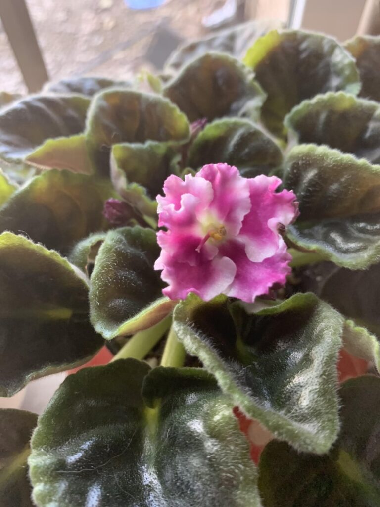 Any Mississippi African Violet Growers?