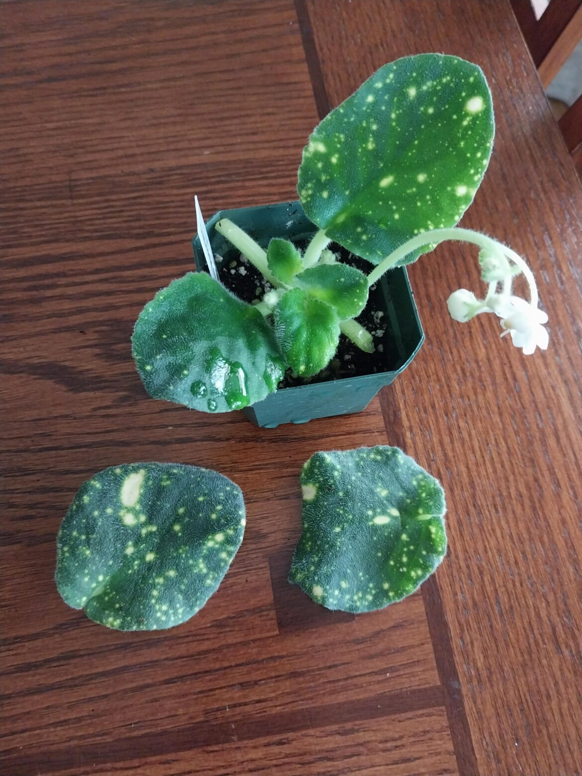 So disappointed in Lyndon Lyon Greenhouses mail order
