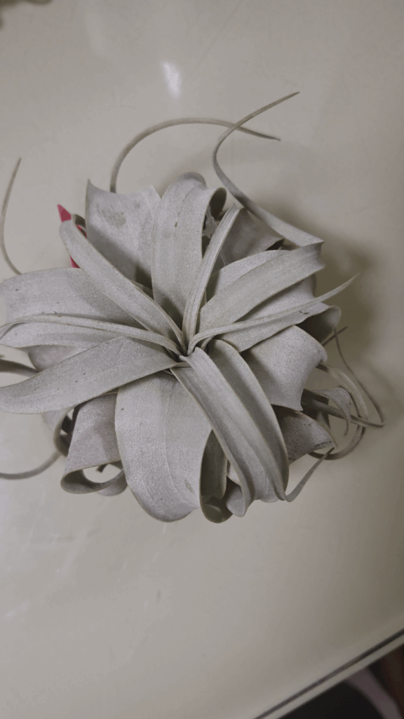 New Xerographica, is it's base okay?