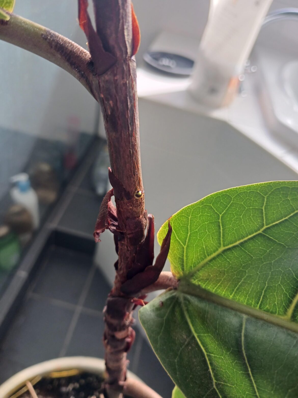 Another chop success story
