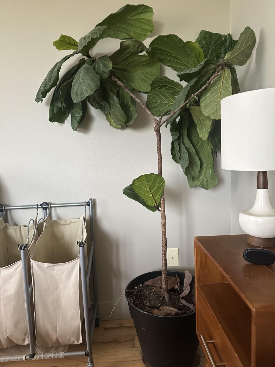 Chop advice?