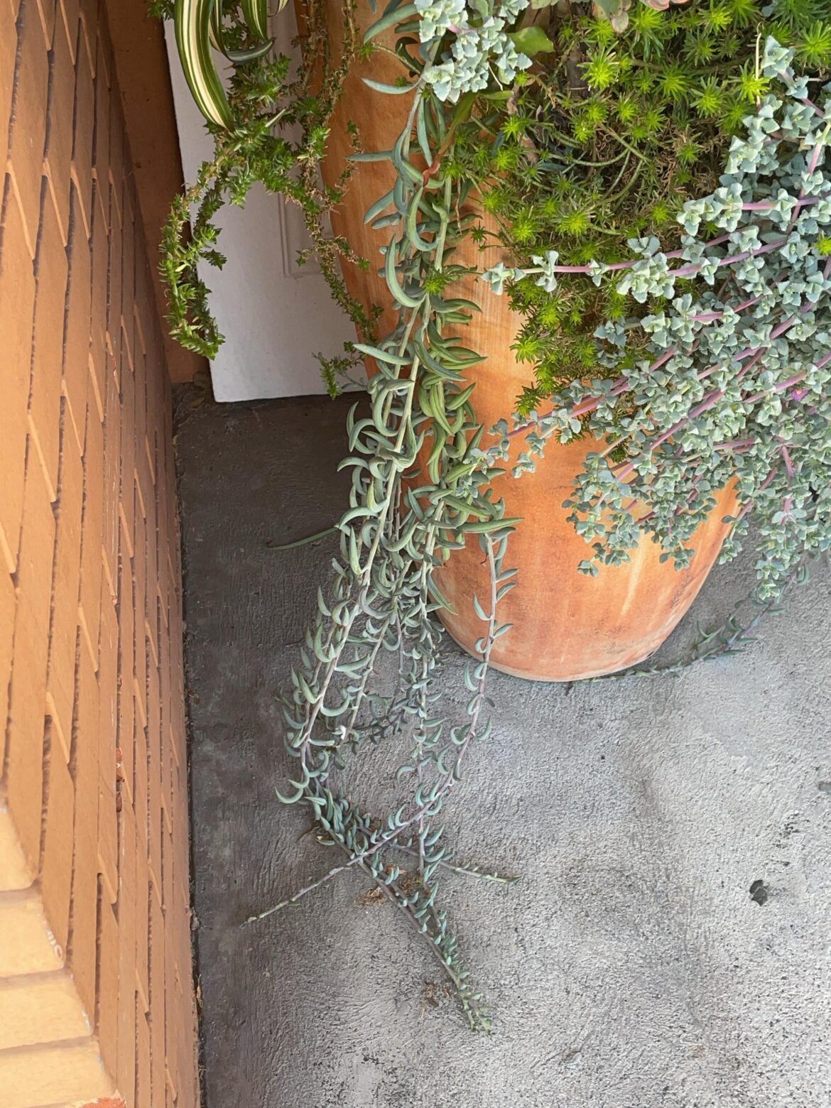 What is “String of Fishhooks” a hybrid of?