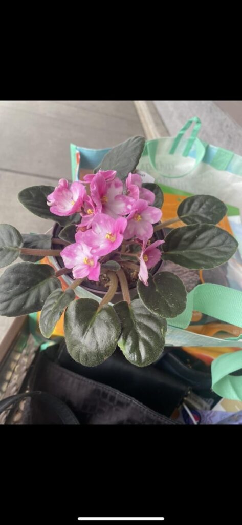can you guys help me revive my flowers can you guys help me revive my flowers