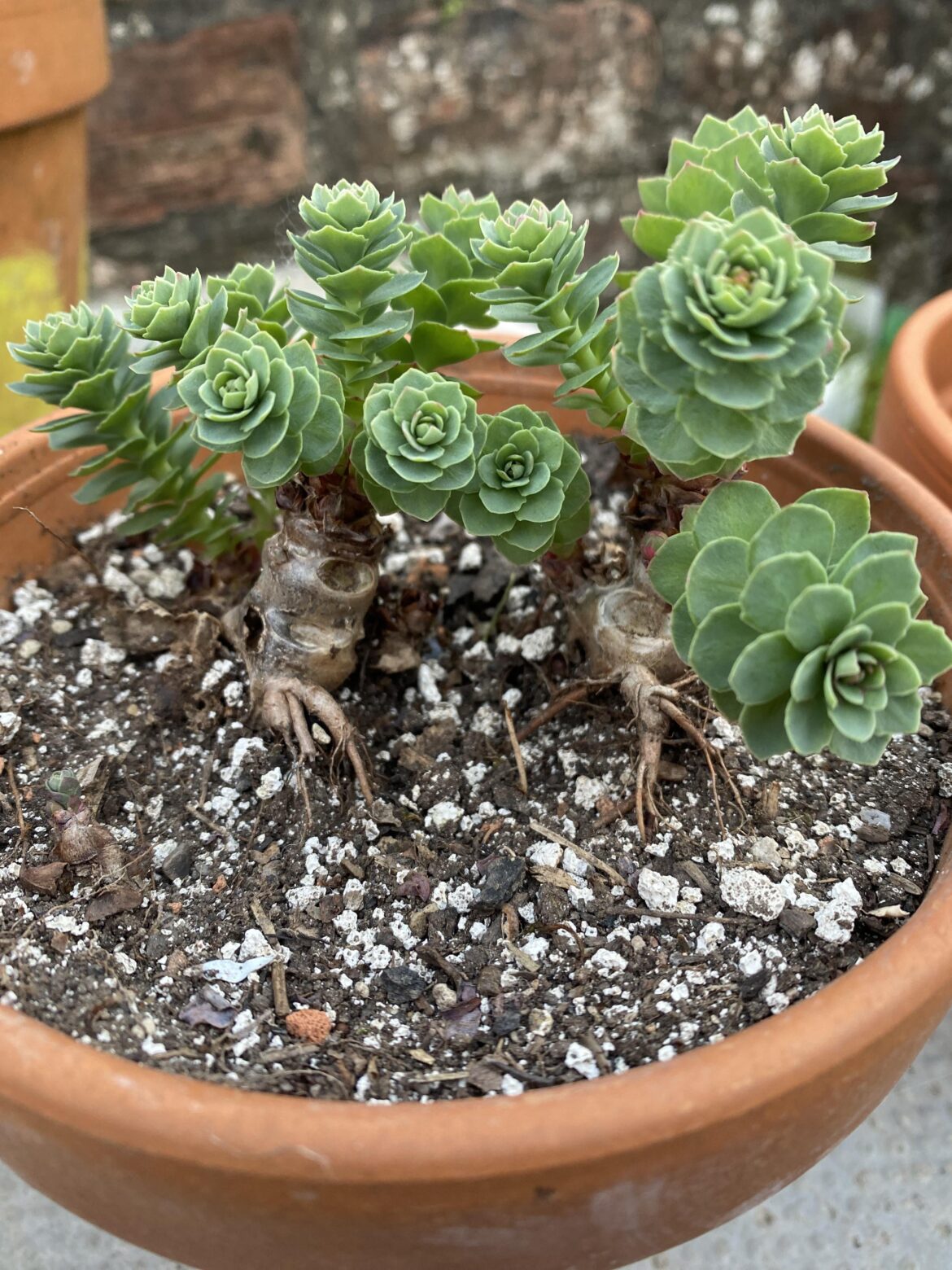 Scotland has a native caudex!