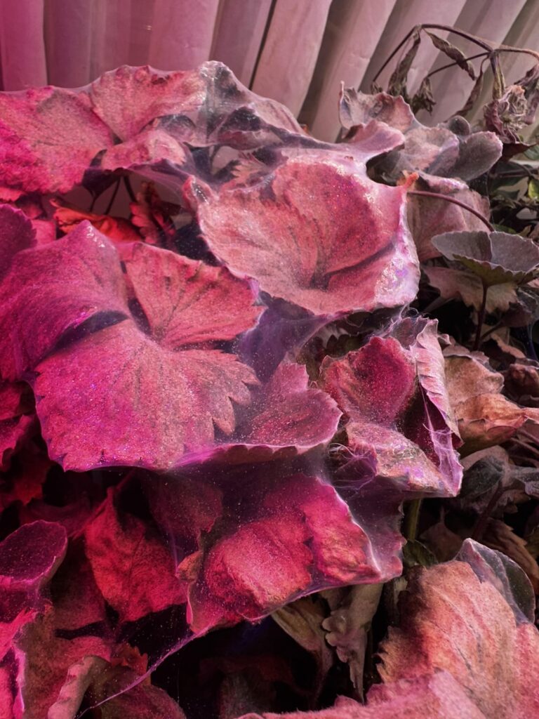 Saw my worst nightmare at my parents house