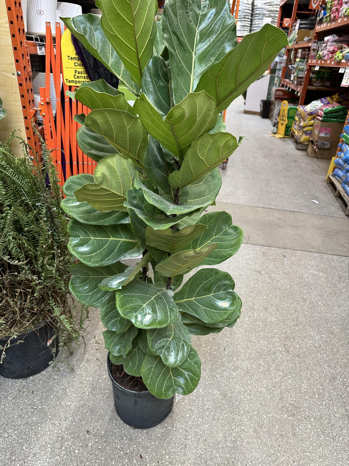 Rescued from Home Depot