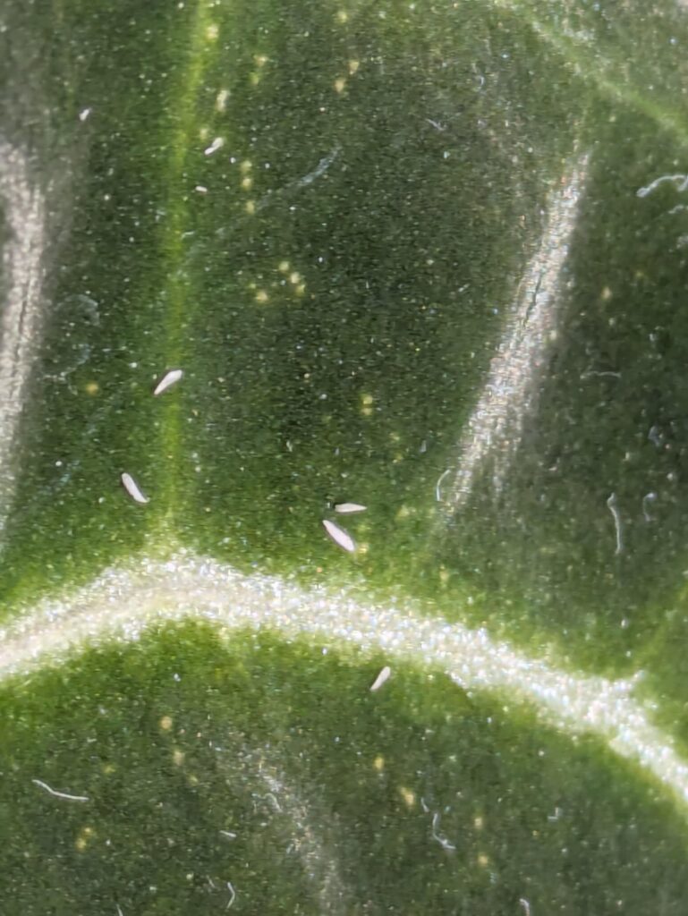 Thrips on Anthurium?