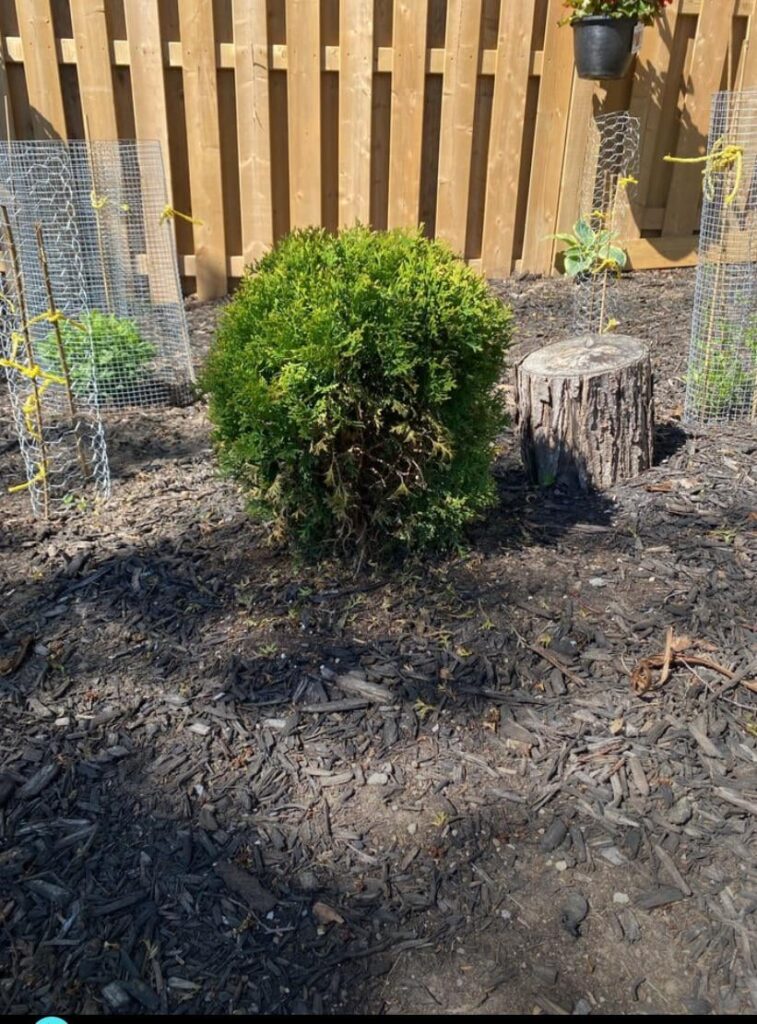 Cedar Shrub Question