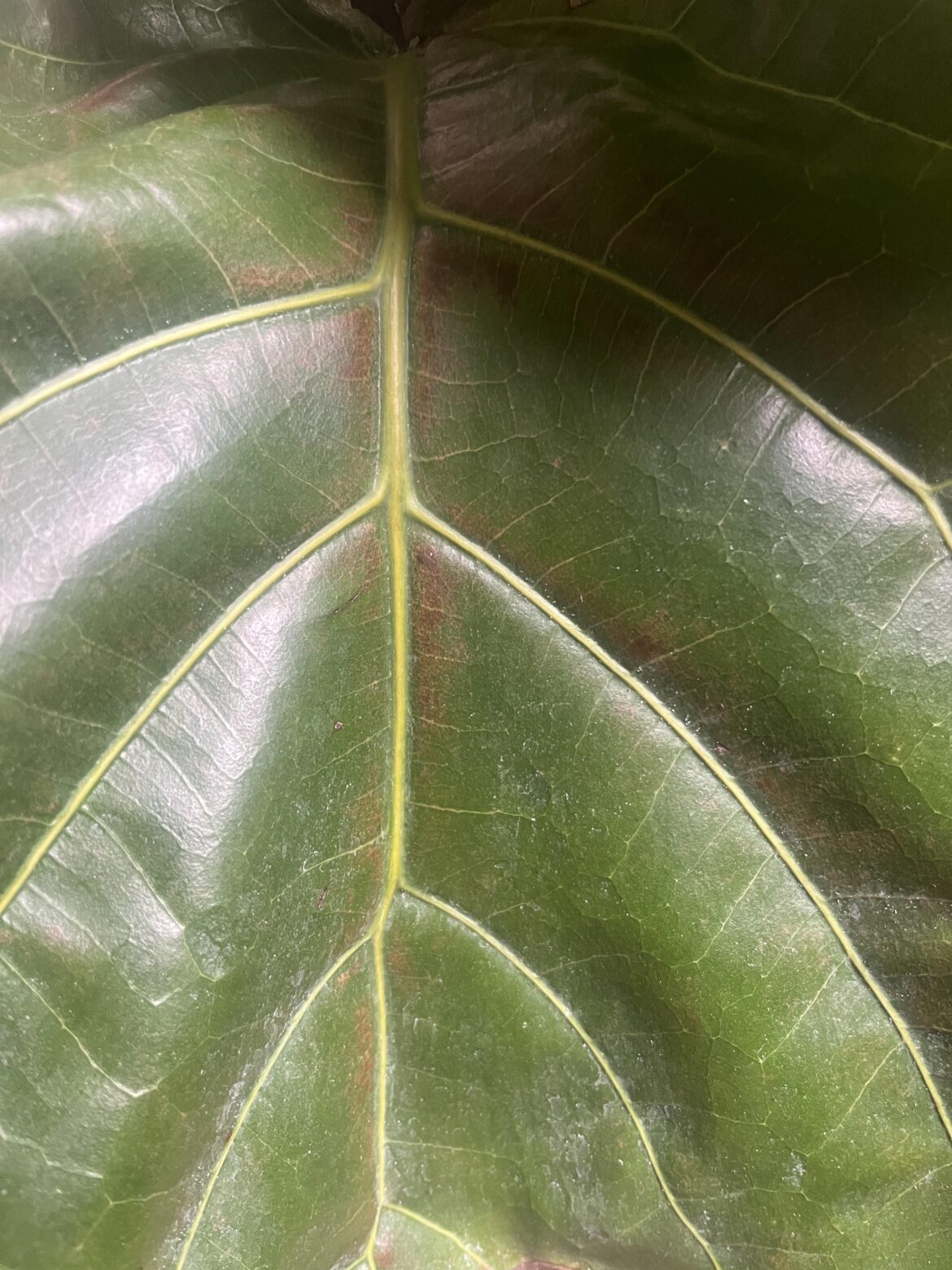 What is the cause of the brown discoloration on these leaves?