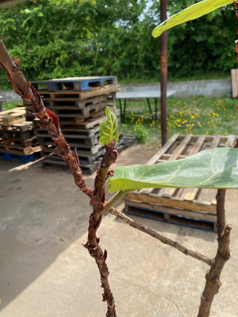 FLF update
