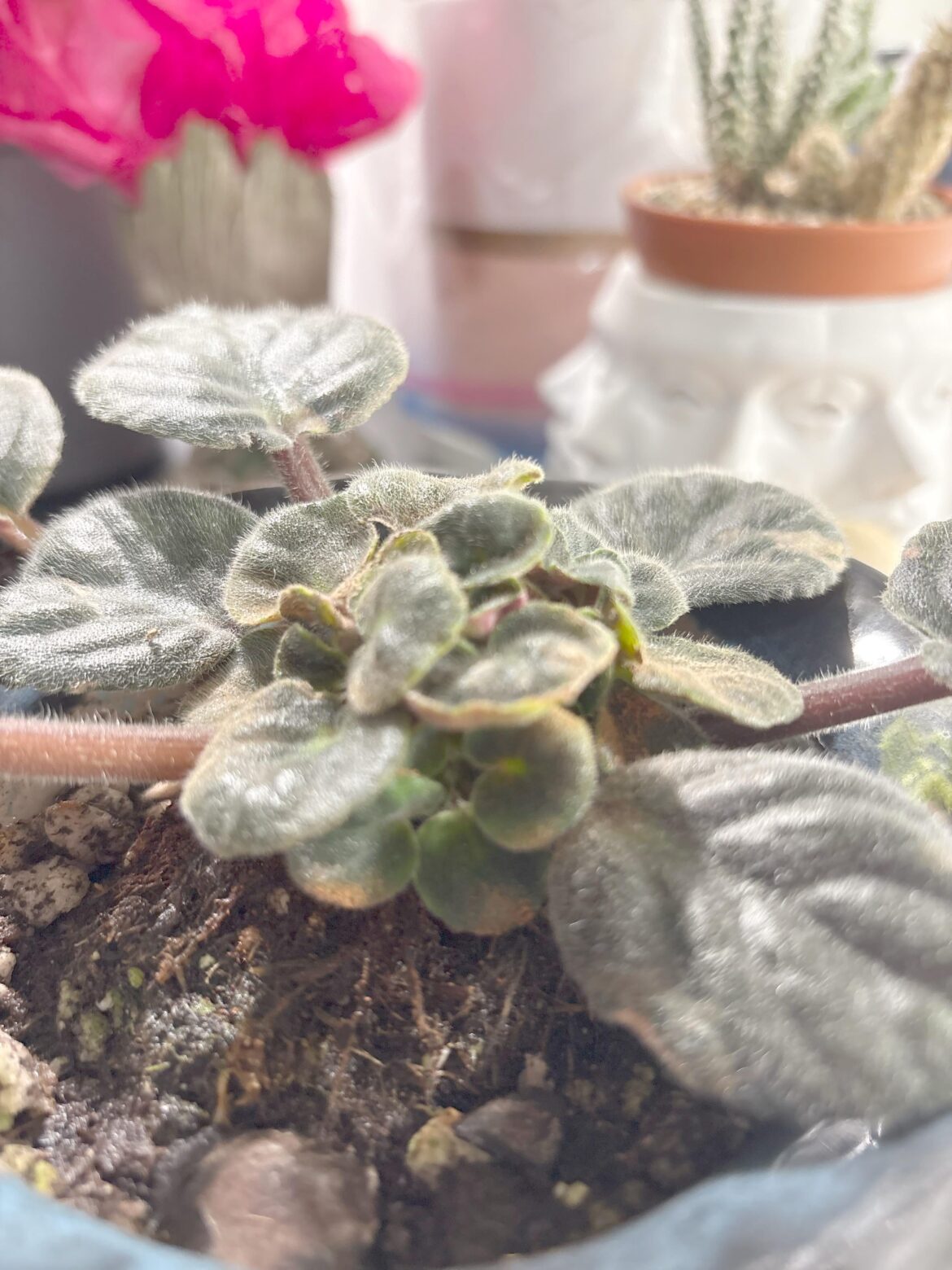Crazy growth?