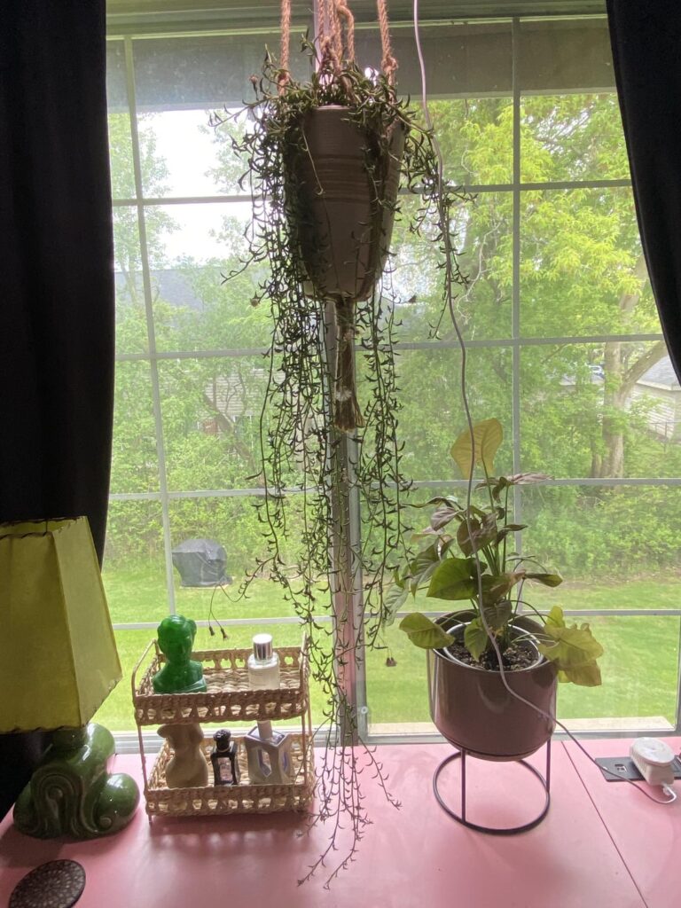 New String of Dolphins!