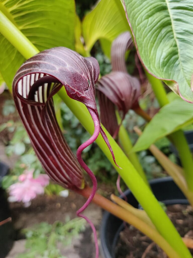 Arisaema costatum