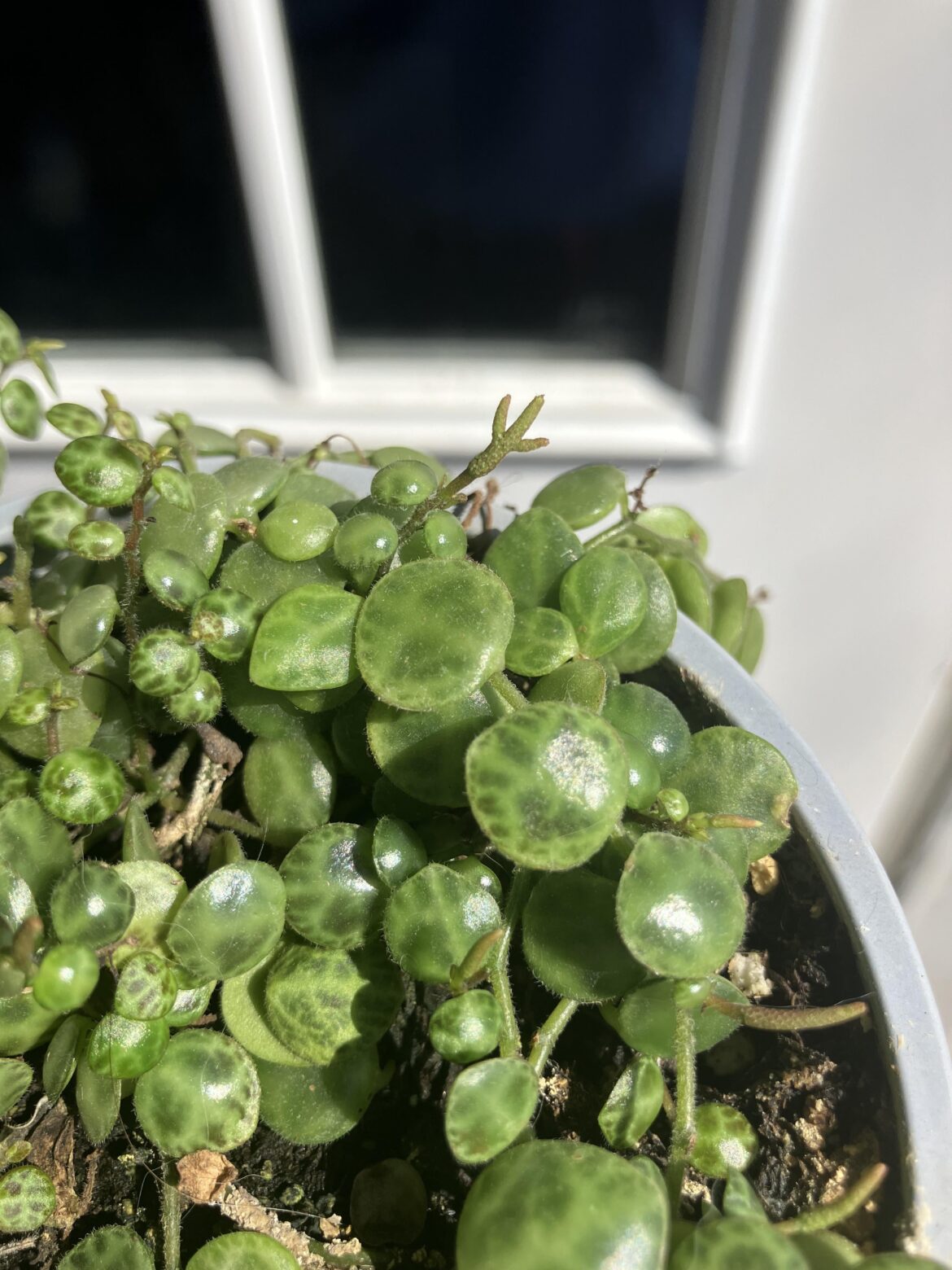 My turtles developed a fascination!