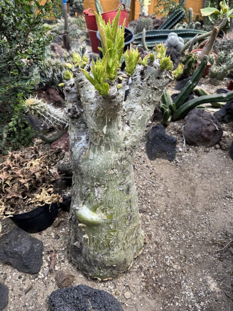 Cyphostemma juttae awakening