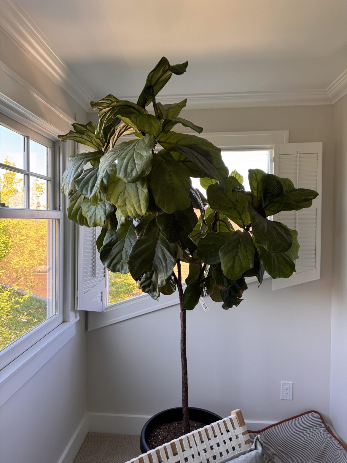 Pruning advice