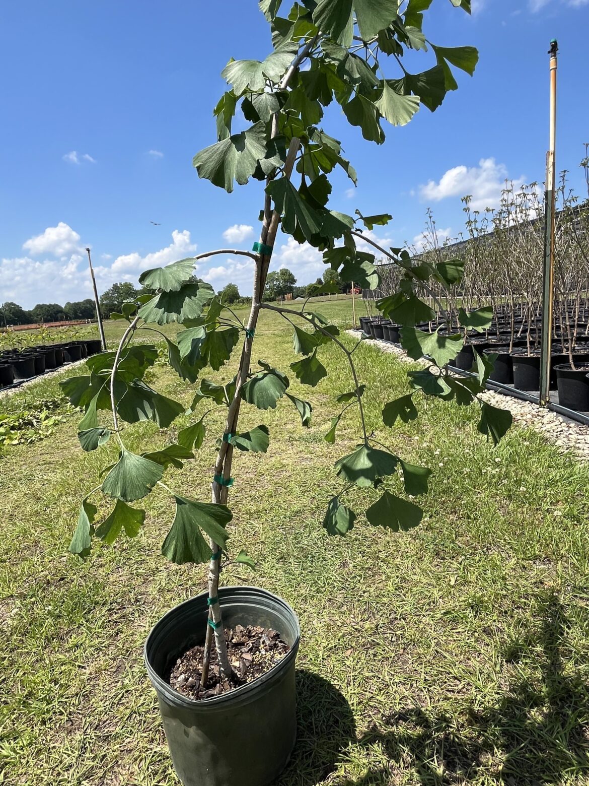 Opinions on this ginko Opinions on this ginko