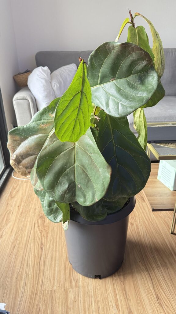 1.5 weeks after repotting 1.5 weeks after repotting