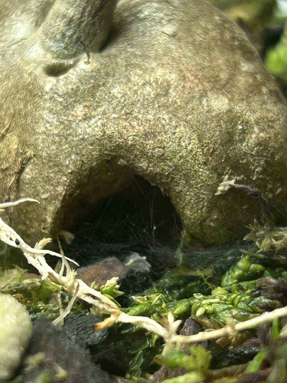 Hydnophytum dentrecastense making a cozy home for its guest! 🕷️