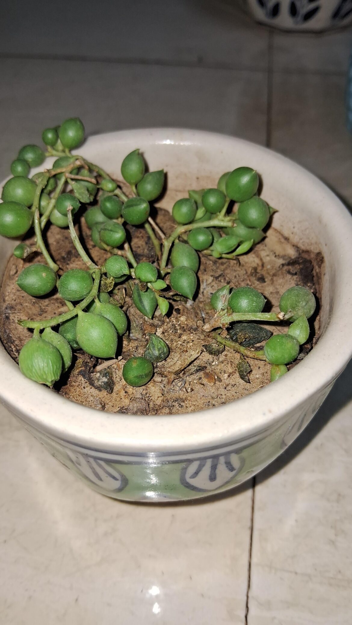 What's happening to my string of pearls?, It gets moderate indirect light. I try to water it on time, not too much, not too little but the leaves are shriveling and drying out, I cut a few strings that have completed dried out leaves, but there are a few pearls visible for reference.