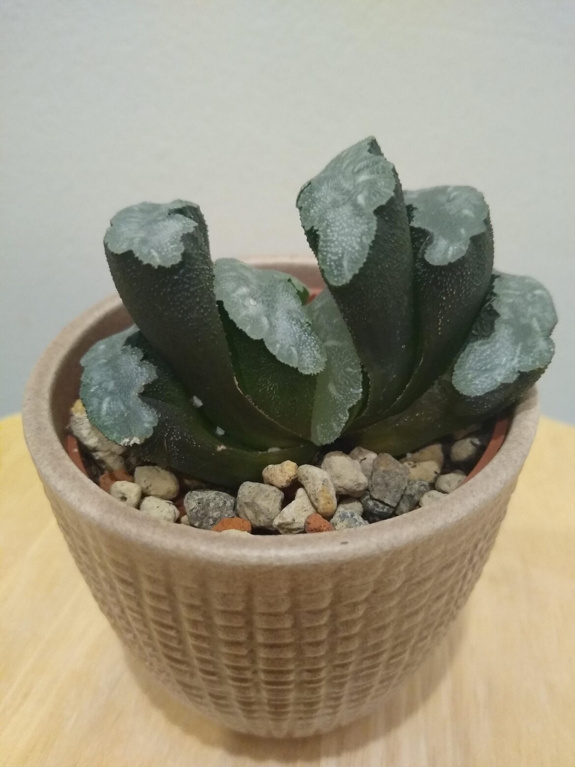 Finally got a Haworthia truncata