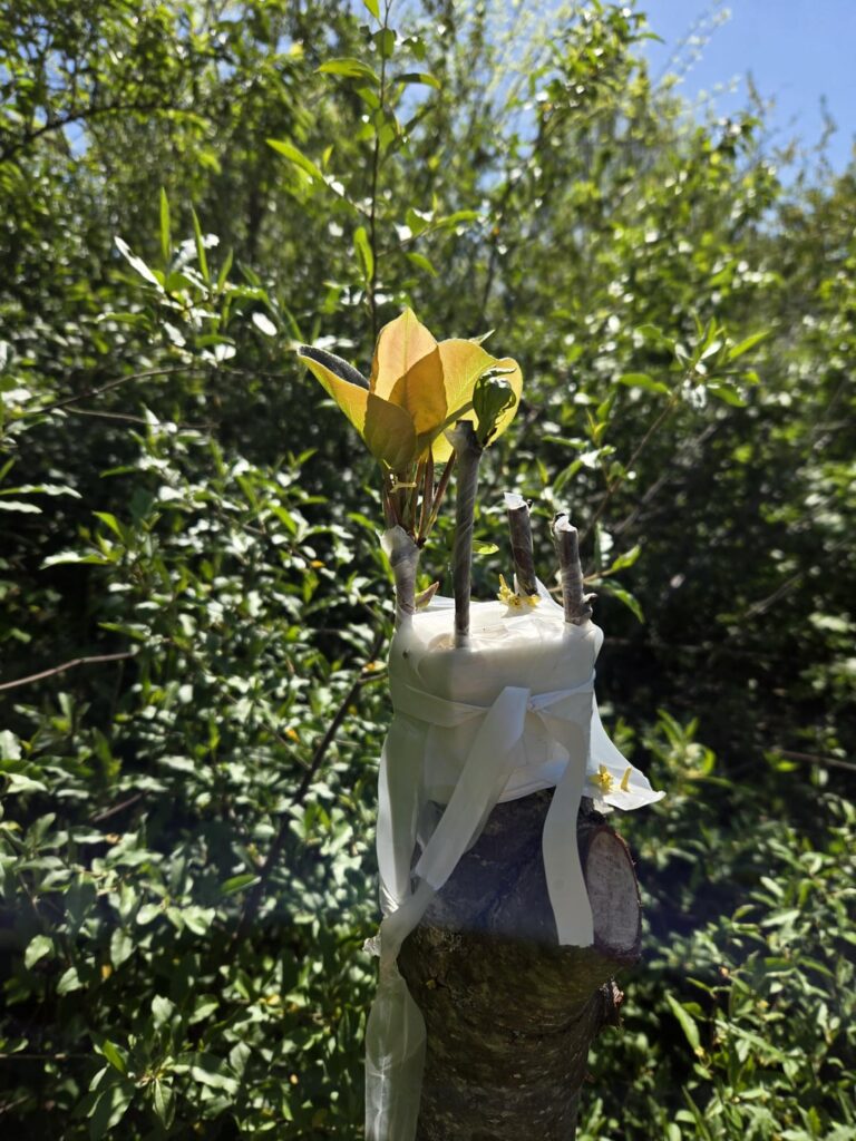 Pear grafts