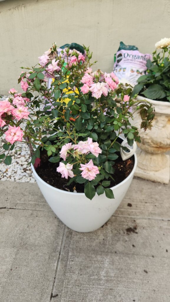 What am I doing wrong with my roses?