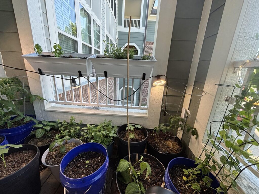 My second year balcony gardening! My second year balcony gardening!
