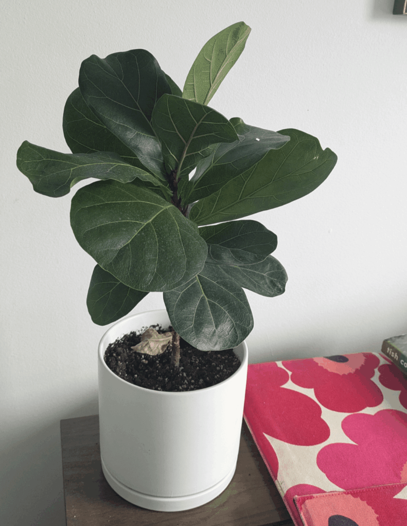 Rapid decline of my dwarf FLF :( Rapid decline of my dwarf FLF :(