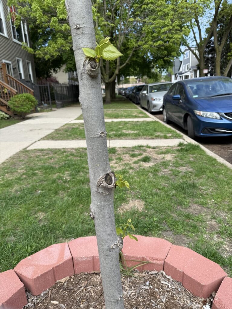 Should I prune these?