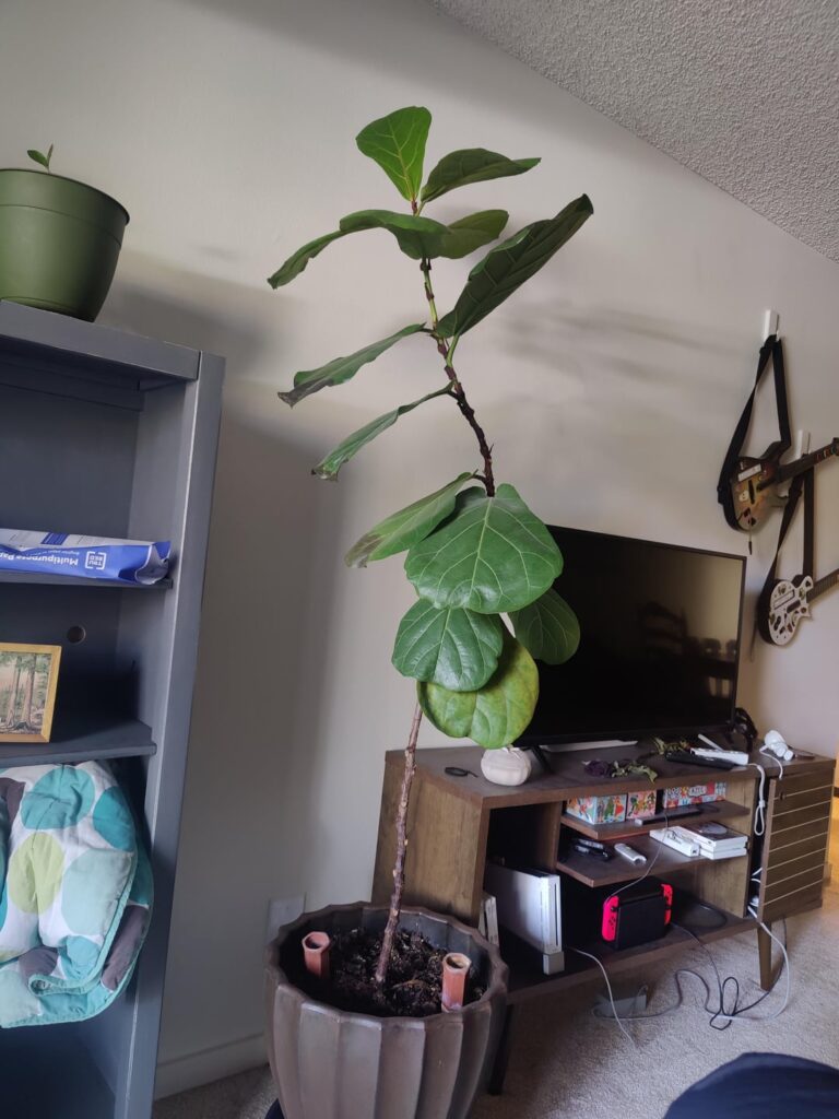 Advice on pruning or propagating