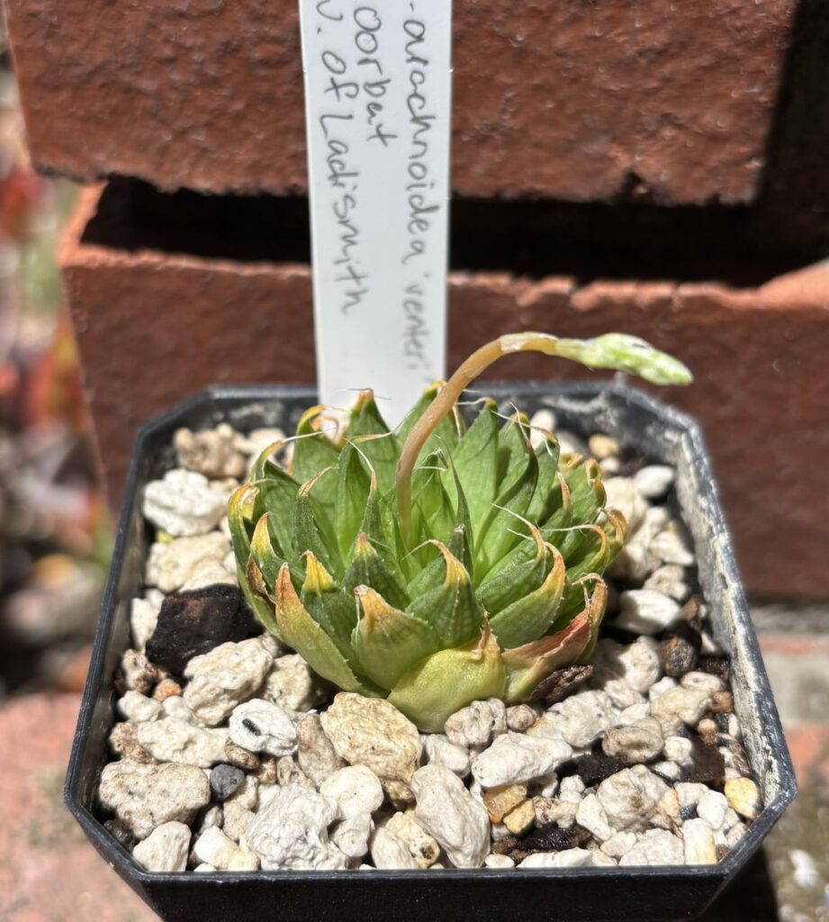 The rest of my HaworthiaLand order all potted up.