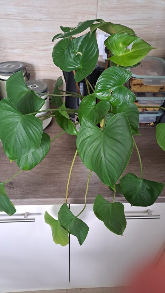 What type of Homalomena is this?