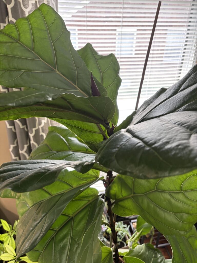 Large fiddle and cannot support itself