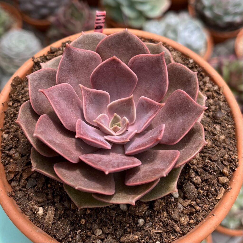 Echeveria lilacina x moranii