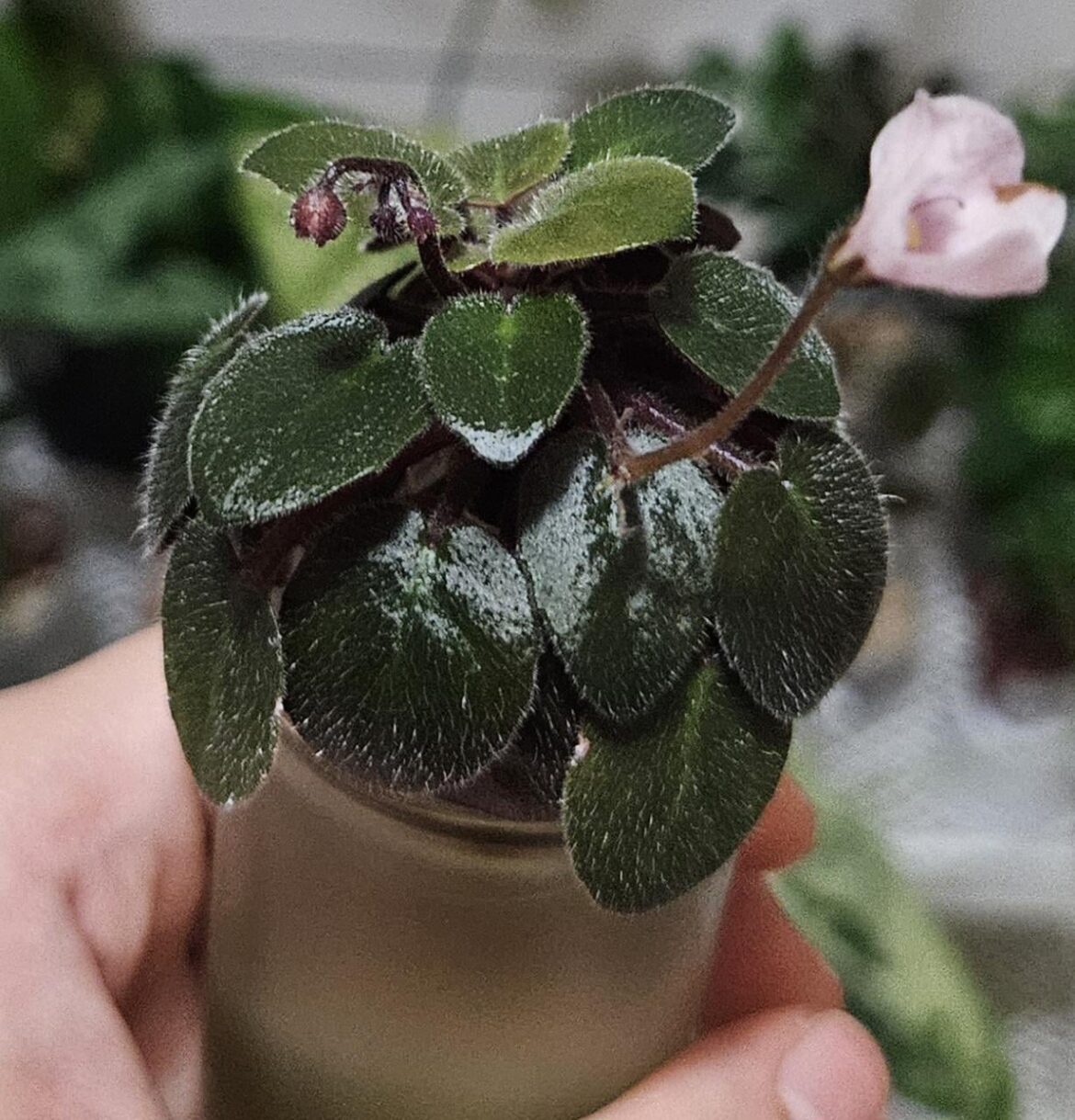 It keeps growing into a ball...